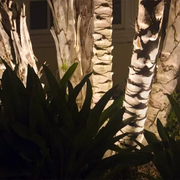 Silhouetting Plant Life