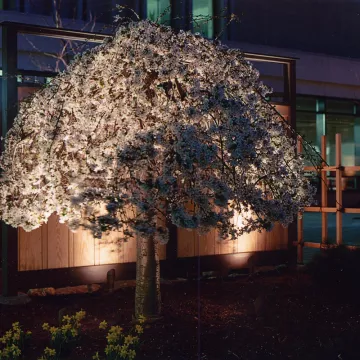Uplighting for Trees and Shrubs